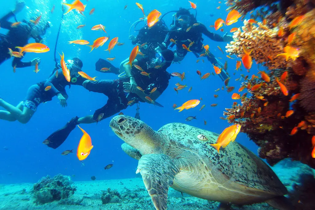 Red Sea coral reef explored during a beginner scuba diving tour in Hurghada