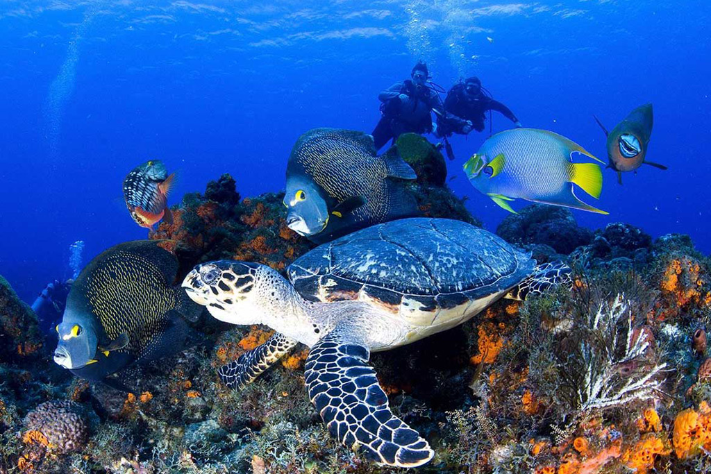 tropical fish and coral reefs during beginner diving in Sharm El Sheikh