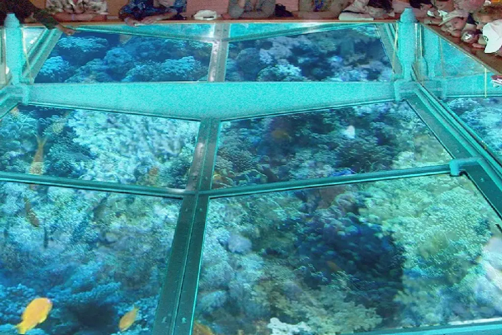 Red Sea coral reef seen during a glass bottom boat trip from Hurghada