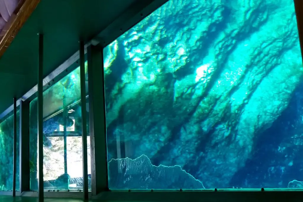 Tropical fish visible during a glass bottom boat trip in Hurghada
