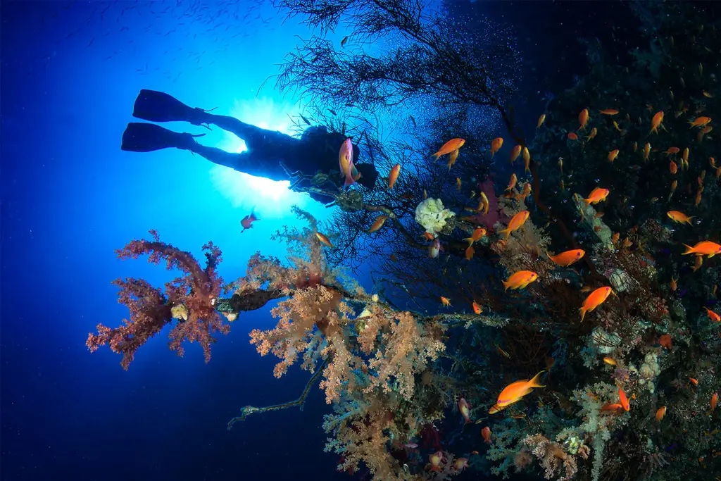 Professional diving instructor training beginner divers in Marsa Alam
