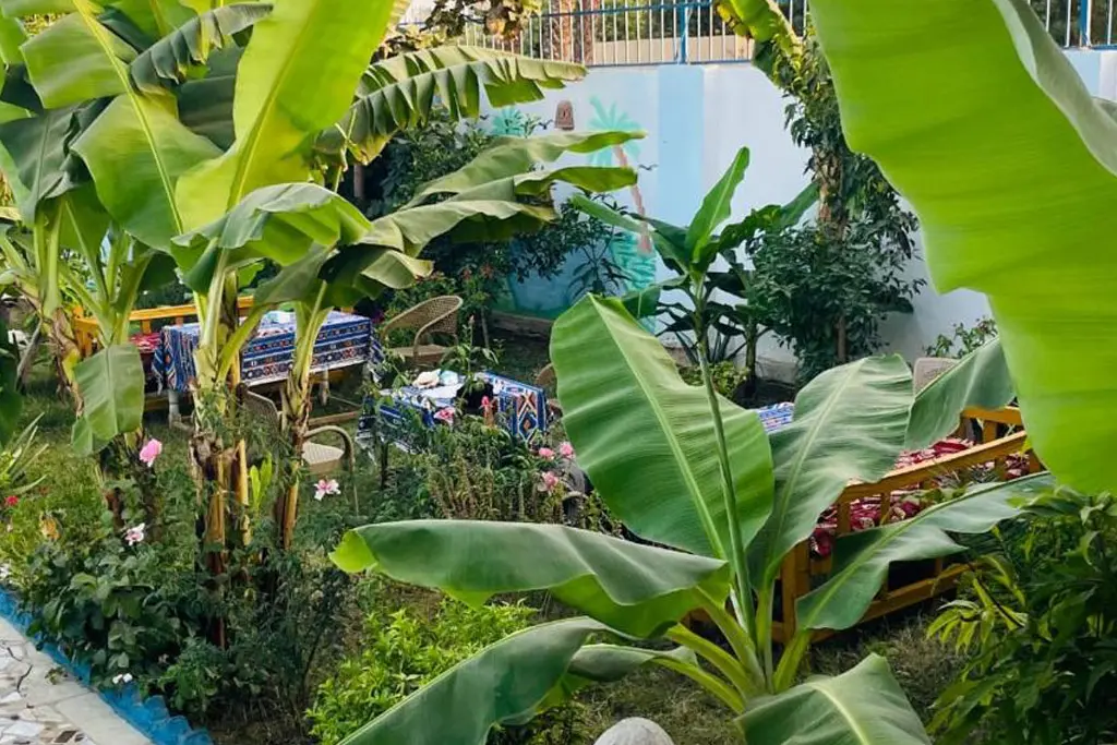 Banana plantations and rural Nile scenery during a Luxor felucca tour