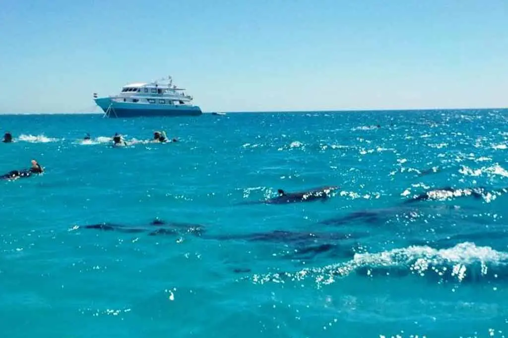 family snorkeling day trip from Safaga to Utopia Island