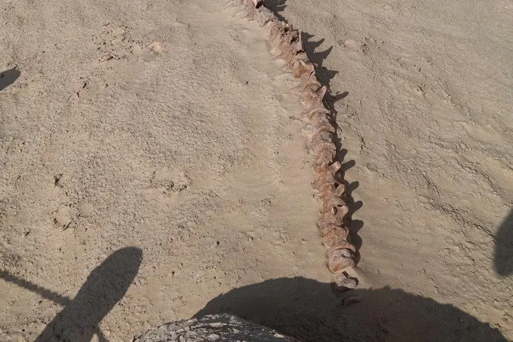 Wadi Al-Hitan Whale Valley fossils on a private tour from Cairo